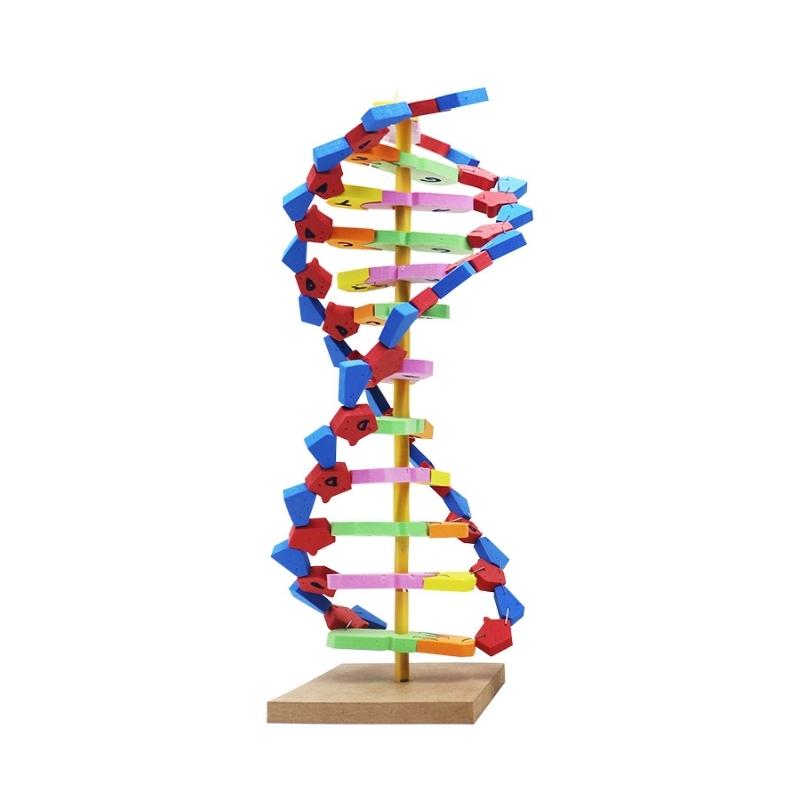 DNA%20Modeli%20Eğitim%20Seti