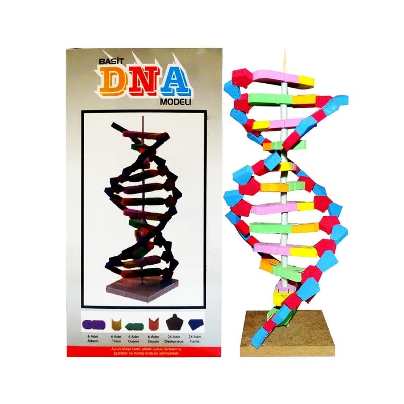 DNA%20Modeli%20Eğitim%20Seti